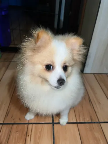 Spitz Alemão