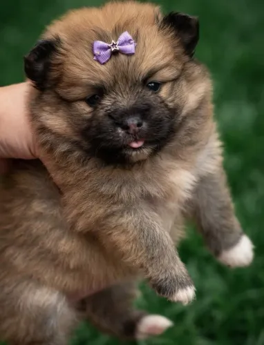 Lulu da Pomerana anao femeas e machos Pronta Emtrega Promocao