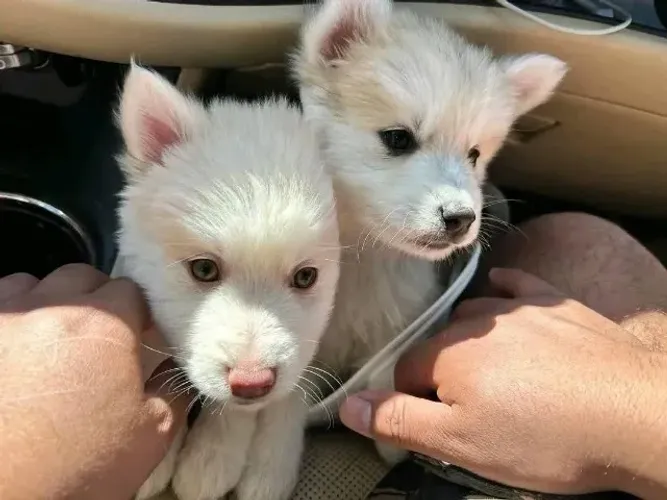 Filhotes de Husky Siberiano | Puro aconchego.