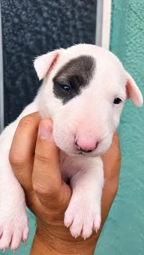 Bull Terrier inglês standard - Pirata