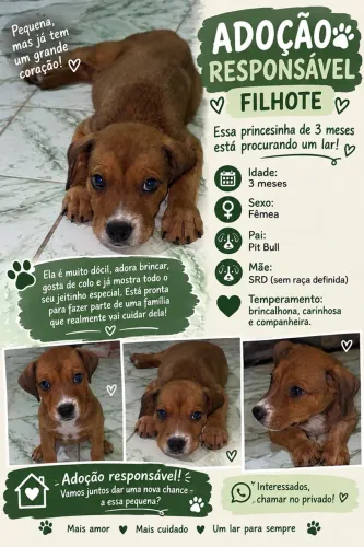 Filhote de raça 