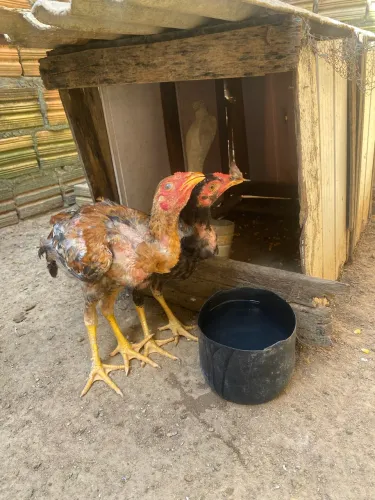 Vende-se pintinhos 