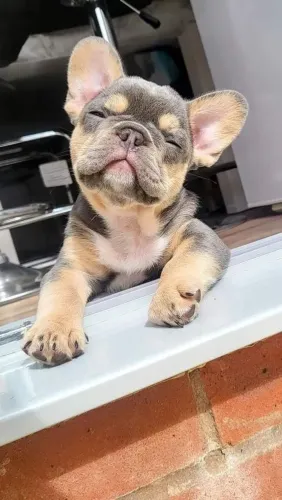 Bulldogue Francês - Fofura, Carinho E Elegância En Um Só Filhote