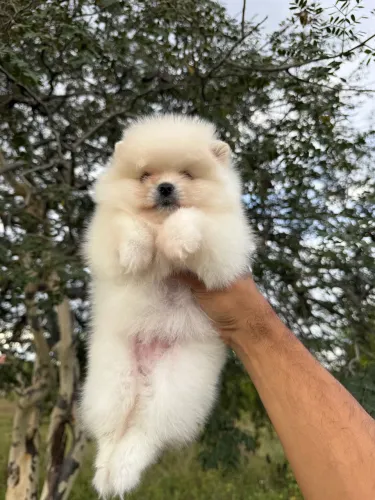 Lulu fêmea