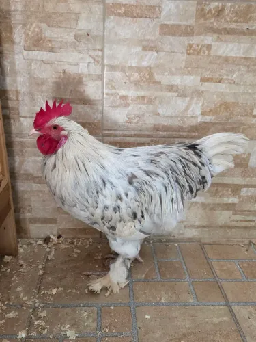 Galo Brahma