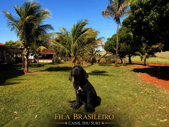 Filhotes de Fila Brasileiro com pedigree 