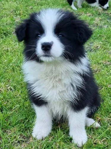Border Collie Dias melhores com patas por perto