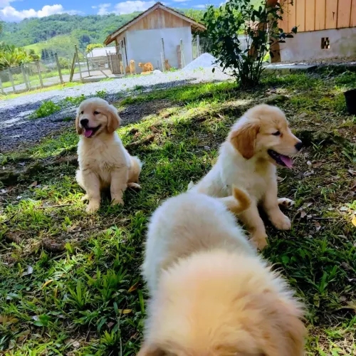 Golden Retriever com Documentação de Pureza