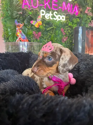 Dachshund! Várias cores