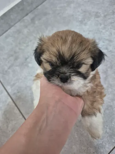 Filhotes macho shitzu com lhasa