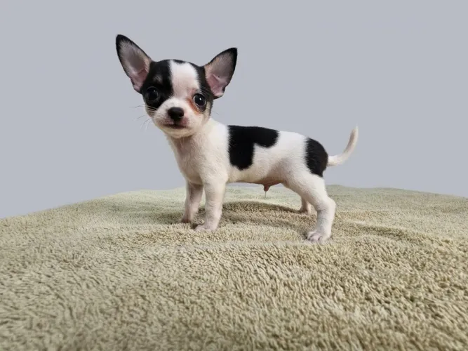 Lindo machinho chihuahua em 10x 210 no cartão de crédito