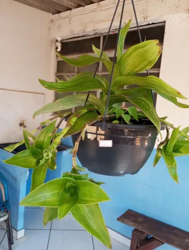 Vendo esta 3 muda pôr 25.00 reais não entrego