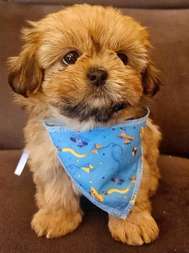 Filhotes de shihtzu macho