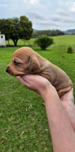 Filhotes Dachshund