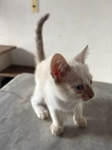 4 Gatas Fêmeas para adoção 