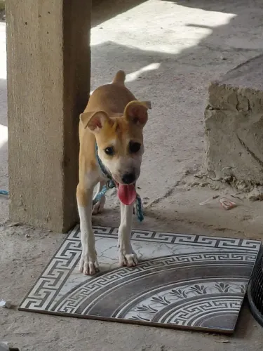 Doação se cachorro macho