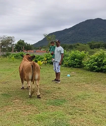 Mini vaca Jersey com 97cm prenha, é mansa de cabresto.