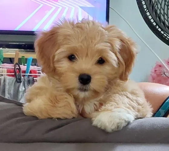 Shitzu Filhote Fêmea 2 Meses