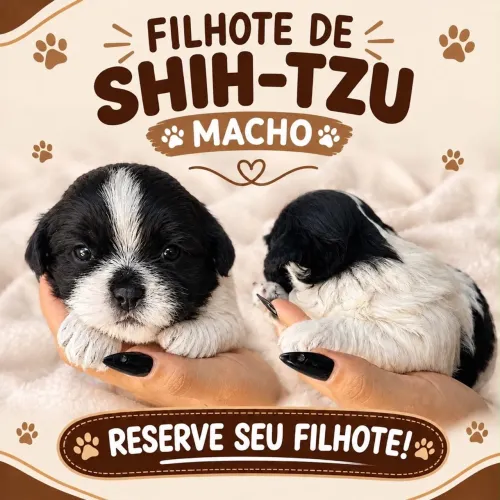 Vende se filhote de sitzu