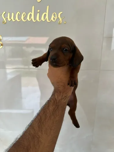 Vende-se filhotes de Dachshund (salchinha).