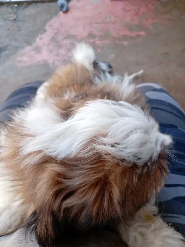 Cachorro shitus