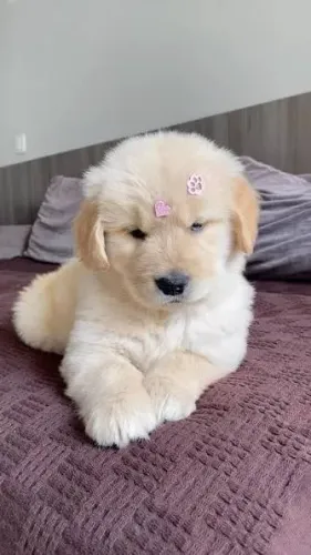 Golden Retriever filhotes instagram