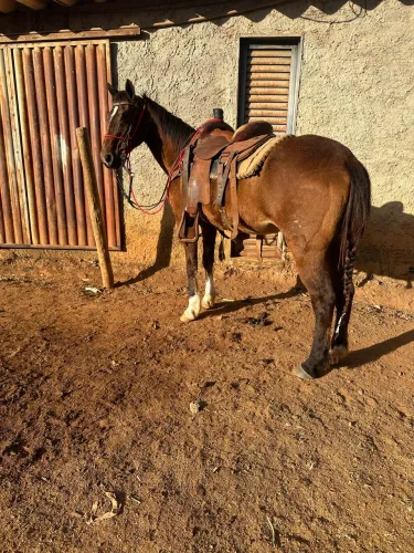Égua QUARTO DE MILHA mansa de criança andar