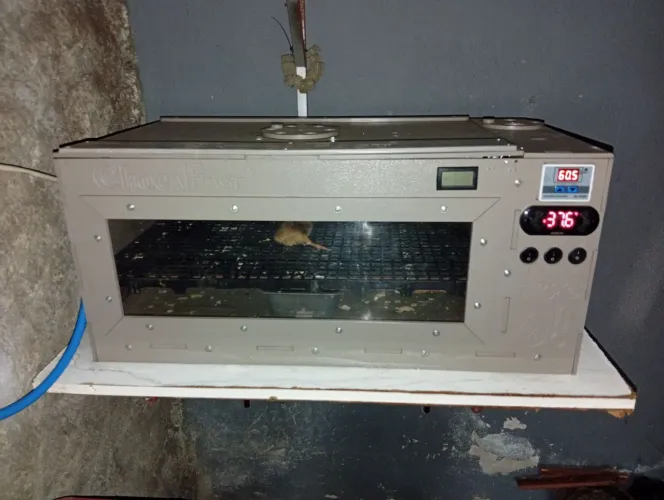 Vendo chocadeira Chocafast completa 50 ovos