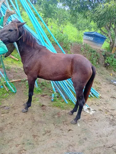 Potra mestiça mangalarga a venda