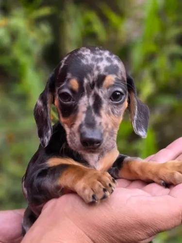 Filhote Dachshund Mini Filhote Vacinado | Macho e Fêmea