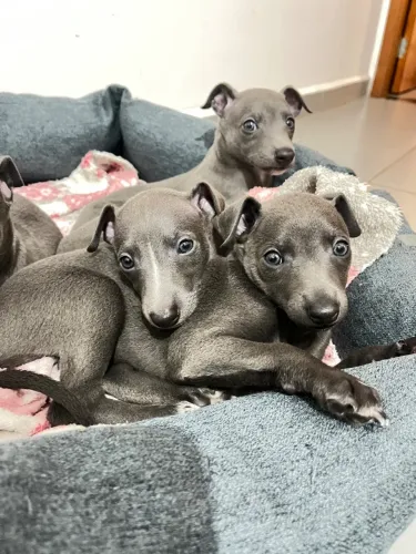 Filhotes de Galgo Italiano