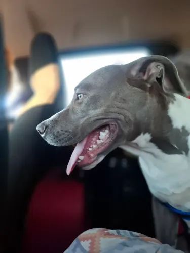Cachorro Pitbull