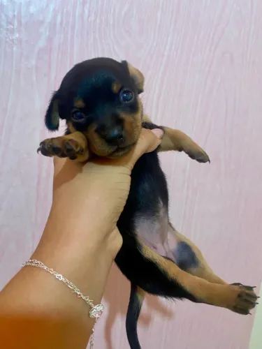 Casal de Pinscher 