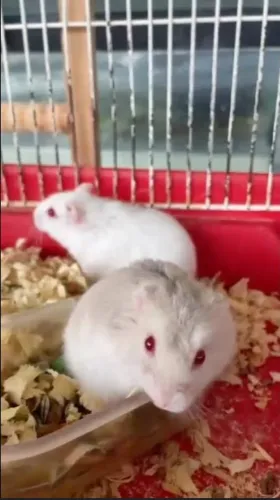 hamster anão russo