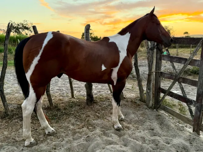 Cavalo Paint Horse