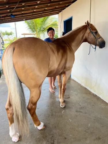 Cavalo QM