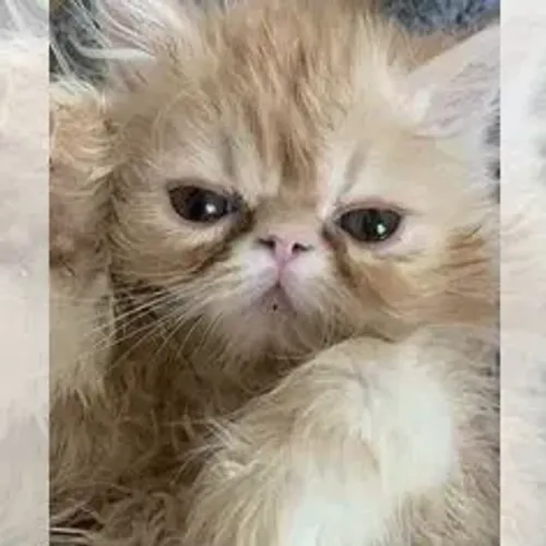 Persa Bebê Fofo