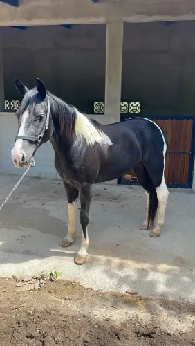 Vende-se cavalo paint horse