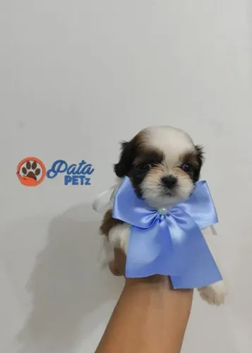 Bebês de Shih tzu