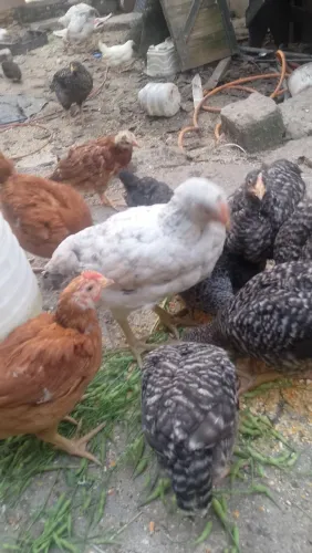 Galos e galinhas franguinhos jovens raça caipira pesadão 