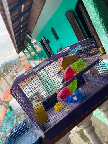 Casinha de hamster com tubos e rodinha,3 bebedouros e 1 pote de ração.