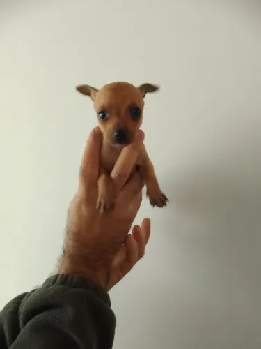 Pinscher filhote