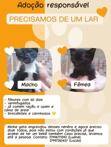 DOA-SE LINDOS FILHOTES