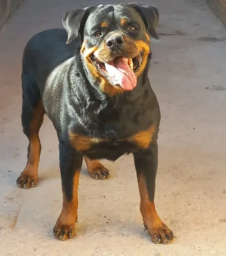 Rottweiler fêmea.