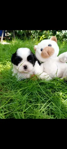 Shihtzu fêmea 