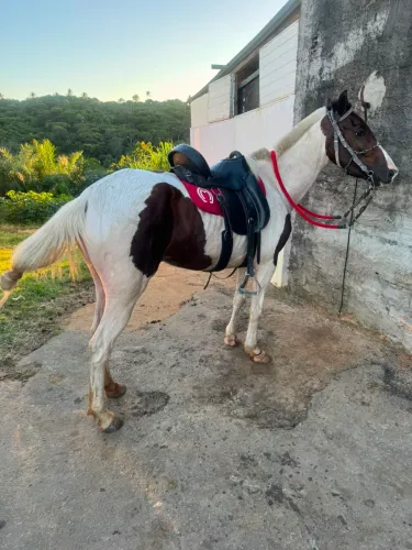 cavalo