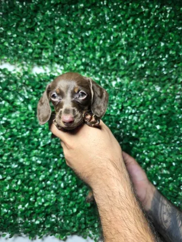 Dachshund especial disponível