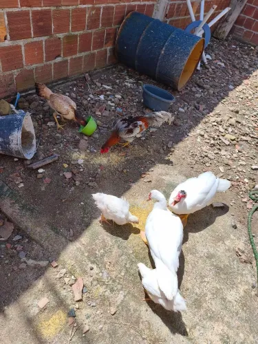 Pato brancos dos olhos azuis 