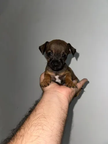 Filhote Pinscher Mini