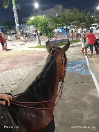 Vende-se essa égua de montada